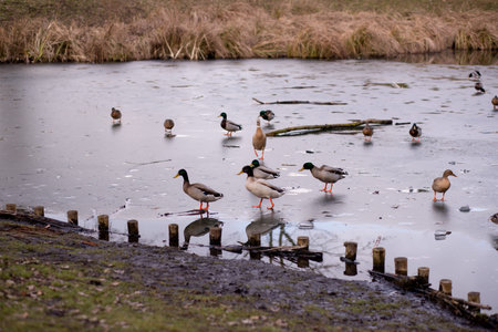 A flock of wild ducks on the shore near the lake. Ducks swim in the water