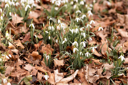 Close-up of a snowdrop bush. Spring Forest. High quality photoの写真素材