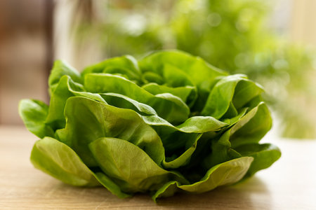Fresh lettuce leaves, ready to eat. Lettuce leaves on the table. High quality photoの写真素材