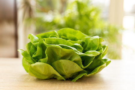 Fresh lettuce leaves, ready to eat. Lettuce leaves on the table. High quality photoの写真素材