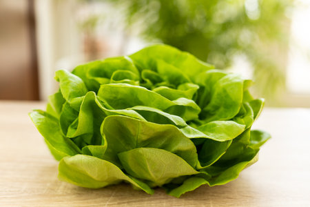 Fresh lettuce leaves, ready to eat. Lettuce leaves on the table. High quality photoの写真素材