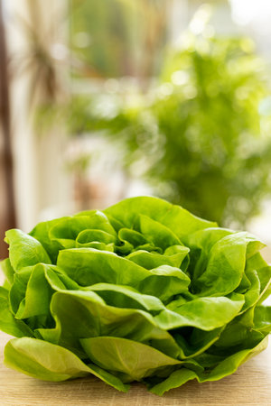 Fresh lettuce leaves, ready to eat. Lettuce leaves on the table. High quality photoの写真素材
