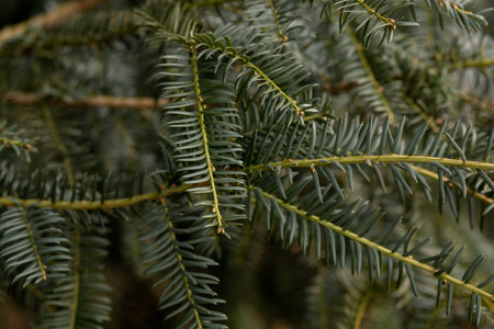 Christmas tree background. Spruce branches. Coniferous tree branches. Close-up of coniferous needles. High quality photoの写真素材
