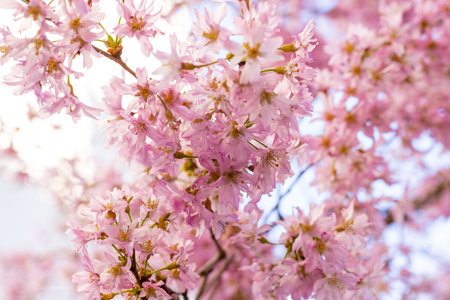 Beautiful pink cherry blossoms. Cherry blossom branches. High quality photoの写真素材