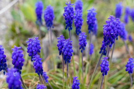 Purple grape hyacinths. High quality photoの写真素材
