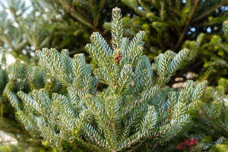 Green branches of the Christmas tree close-up. Pine tree needles. High quality photoの写真素材