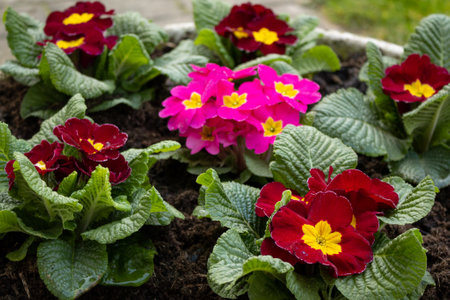 Blooming primrose. Primrose in a flower bed. Primroses in the garden.の写真素材