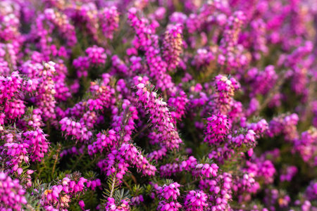 Purple spring flowers. Purple Flower Background. Purple heather fieldの写真素材