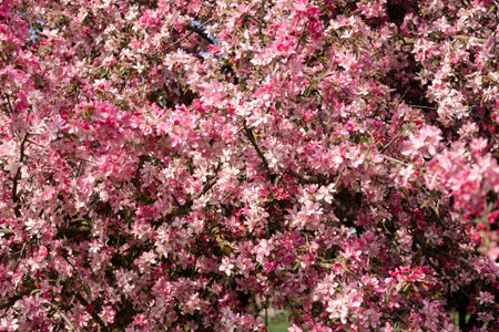 Blooming pink apple tree. Banner with pink flowers. Background a apple treeの写真素材