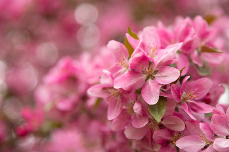 Pink blossoming apple tree close-up. Background with a blossoming. Pink Bannerの写真素材