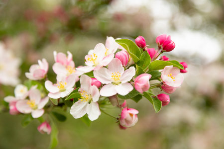 A branch of a blossoming apple tree with a large background. Bannerの写真素材
