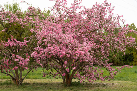 Pink blossoming apple trees in the park. A pink flowering tree. Spring Gardenの写真素材