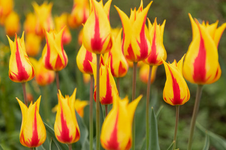 A field with yellow-red tulips. Background with blooming tulipsの写真素材
