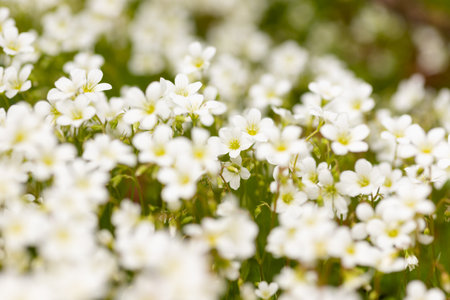 Border of white cosmos flower in cosmos field in garden with blurry background and soft sunlight for horizontal floral poster. Close up flowers blooming on softness style in spring summer under sunrise. High quality photoの写真素材