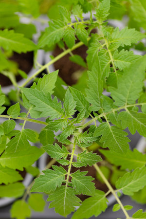 Tomato bushes in greenhouse. Concept of farming and planting. Gardening, farming, horticulture of vegetable crops. Planting to soil tomato seedlings in the vegetable garden. High quality photoの写真素材