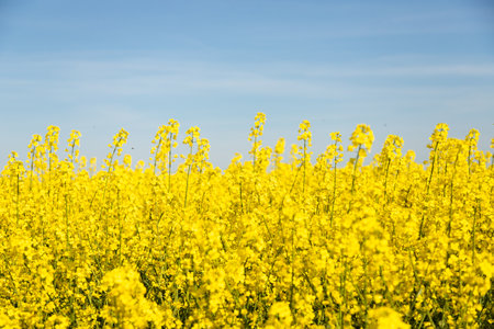 Field of colza rapeseed yellow flowers and blue sky. High quality photoの写真素材