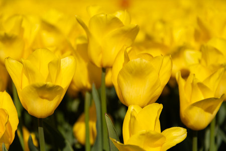 Field of tulips, mass of bright yellow flowers in full bloom and blurred with one yellow tulip rising above the rest and in focus, closeup of colorful fresh spring growth as a nature background . High quality photoの写真素材