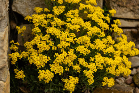 Yellow spring flowers in a flower bed. Floral background. Flowers growing from a brick wall. High quality photoの写真素材