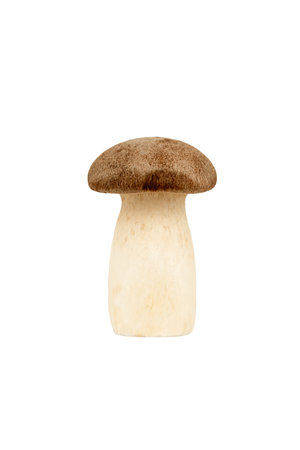 Pleurotus eryngii mushrooms on white background. High quality photoの写真素材