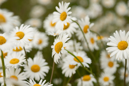 Background. Blooming daisies in the field. Medicinal herb - chamomile. Collection of useful herbsの写真素材