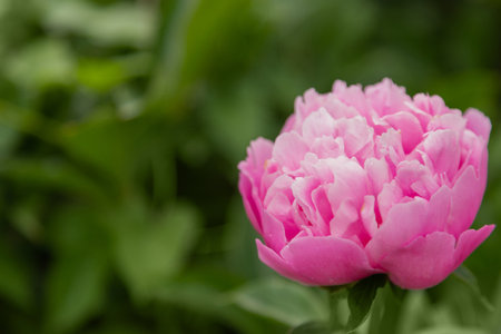 Fresh pink peony flowers on a concrete plate with copy space on black background, flat lay.の写真素材