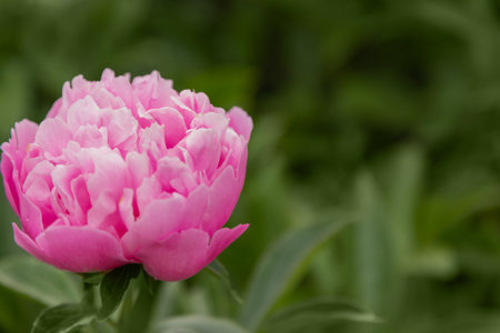 Floral background, wallpaper with peony. A beautiful pink peony against a background of greeneryの写真素材