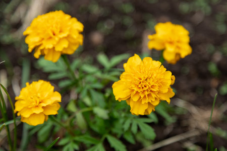 Marigold Flower yellow natural colorful. High quality photoの写真素材