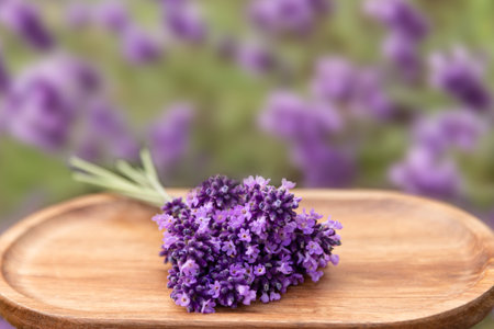 Freshly harvested lavender on a wooden stand. Lavender bushes. Lavender harvesting. Lavender honey. High quality photoの写真素材