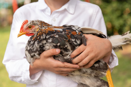 A close-up of a chicken in the hands of a boy. Farming. Poultry care. High quality photoの写真素材