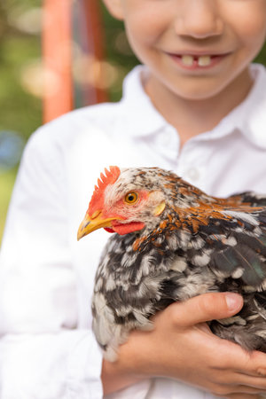 Chicken in the hands of a boy. Poultry care. Laying hens. Homemade eggs. High quality photoの写真素材