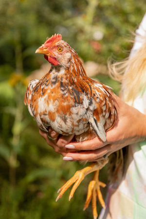 A woman's hands are holding a chicken. Fowl. Growing chickens. High quality photoの写真素材
