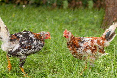 Chickens in the grass. Two young chickens are walking in the yard in the green grass. Summer in the country. Chickens in the backyard. High quality photoの写真素材