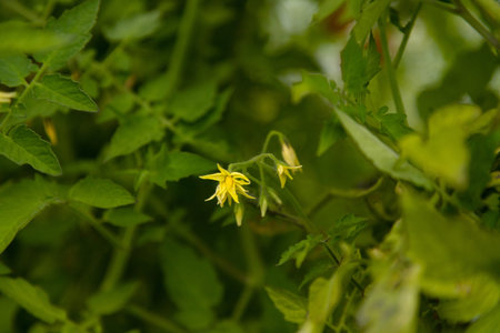 Tomato plans. Flowering of 5 tomatoes. A tomato flower in a greenhouse. Tomato Flower on Green Plant. High quality photoの写真素材