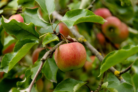 Red apples on a branch. Ripe apples on an apple tree. Picking apples in the orchard. High quality...