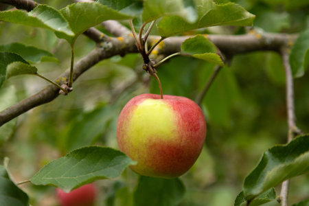 A red apple on a branch. An apple tree with ripe apples. Harvesting ripe apples. High quality photo