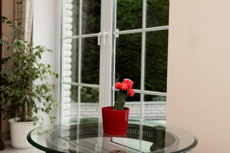 Bright red cactus in a ceramic pot standing on a glass table near a window. Modern home decor concept, indoor plant for minimalistic interiors, symbol of care, growth, and a perfect gift for women who love houseplants.の写真素材