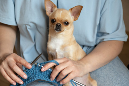 A relaxed small dog enjoys sitting close to its owner who is knitting a blue piece of fabric. Soft and peaceful scene. A woman knitting with knitting needles, closeup shot. High quality photoの写真素材