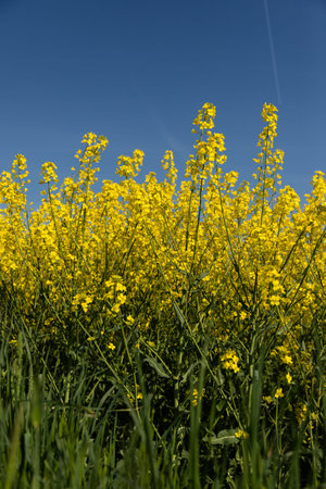Rapeseed Flowers Covering Agricultural Fields. High quality photo
