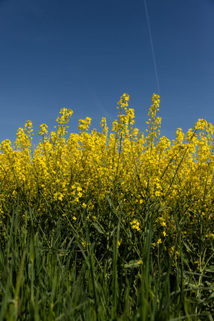 Canola field in full bloom representing spring agriculture and rural nature environment. High...