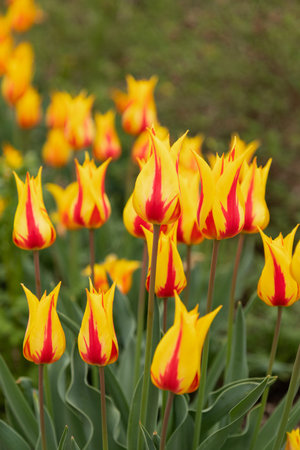 Tulip cultivation in rural countryside during spring. High quality photoの写真素材