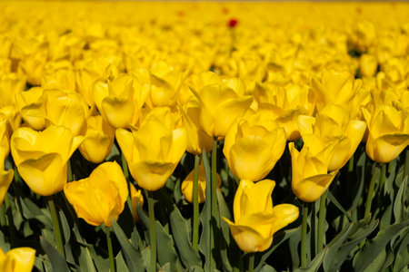 Yellow tulip field during spring bloom. Yellow tulip field blooming in agricultural landscape. High quality photoの写真素材