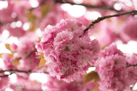 Soft focus cherry blossoms natural floral texture. High quality photo