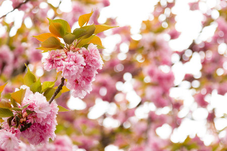 Cherry blossom branch in full bloom aesthetic wallpaper. High quality photo