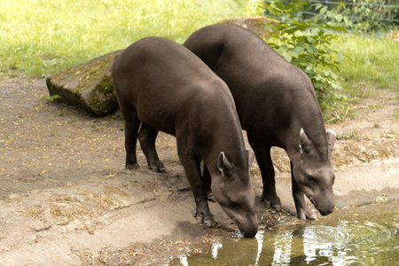 Pair of wild mammals at watering place in zoo environment. High quality photoの写真素材