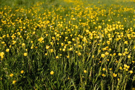 Blooming meadow with yellow flowers and green grass texture. High quality photo