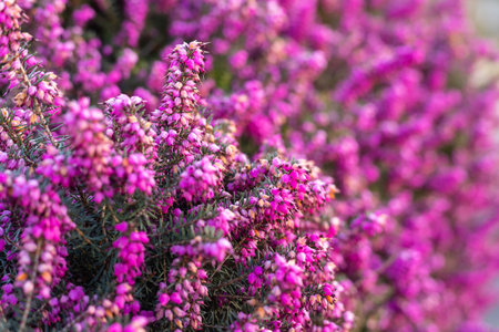 Spring flowerbed with pink blossoms natural background. High quality photo