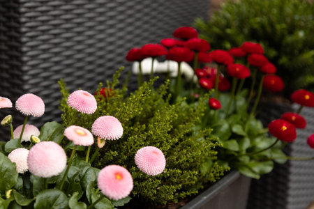 Vibrant spring blossoms in outdoor flower box gardening concept. High quality photoの写真素材