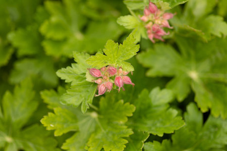 Tender pink spring bloom with buds in lush garden setting. High quality photo