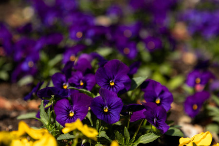 Bright purple spring flowers in garden natural floral background