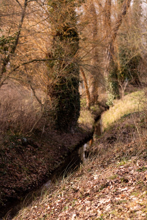 Natural forest scene with textured tree bark and plantsの写真素材
